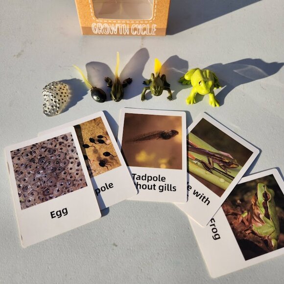 Frog Life Cycle Educational Toy Set with Cards Montessori Realistic Toy Science - Picture 7 of 9